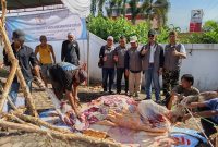 Kadin Kalsel Sembelih 3 Ekor Sapi Kurban