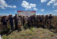 Kapolda Kalsel Irjen Pol Rosyanto Yudha Hermawan memimpin panen jagung perdana di lahan rawa basah Jalan Gubernur Syarkawi, Banjar, Kamis (5/6/2025)(Foto Istimewa)