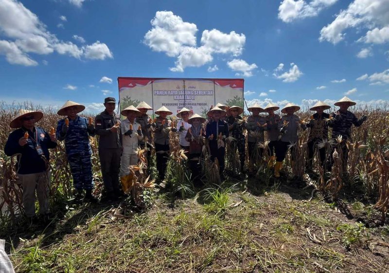 Kapolda Kalsel Irjen Pol Rosyanto Yudha Hermawan memimpin panen jagung perdana di lahan rawa basah Jalan Gubernur Syarkawi, Banjar, Kamis (5/6/2025)(Foto Istimewa)
