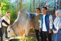 Wali Kota Banjarmasin, HM Yamin saat penyerahan Sapi Presiden.