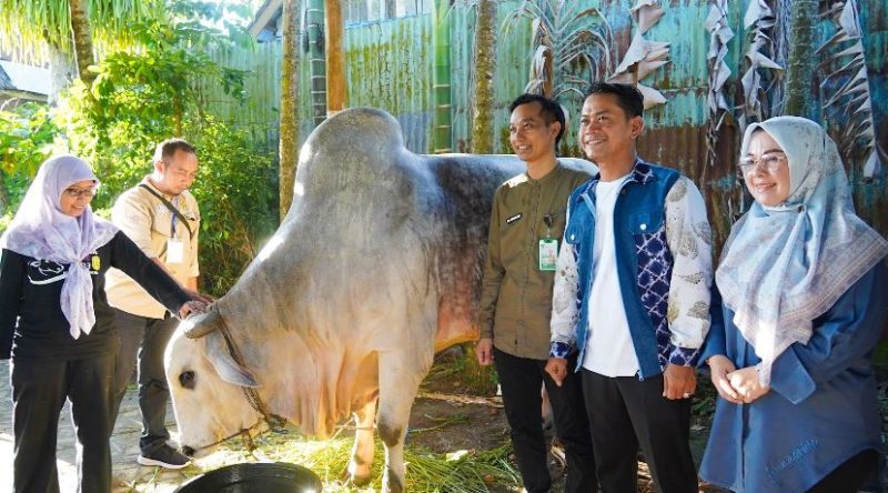 Wali Kota Banjarmasin, HM Yamin saat penyerahan Sapi Presiden.