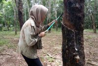 Menyadap Karet di Pagi Hari