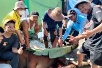 Proses penyembelihan hewan kurban oleh LDII Kalsel sebelum dibagikan dagingnya ke masyarakat.