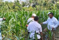Penanaman jagung dan jahe oleh FKPWK di Taluk Aman, Kandangan – Foto: Istimewa)
