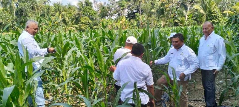 Penanaman jagung dan jahe oleh FKPWK di Taluk Aman, Kandangan – Foto: Istimewa)
