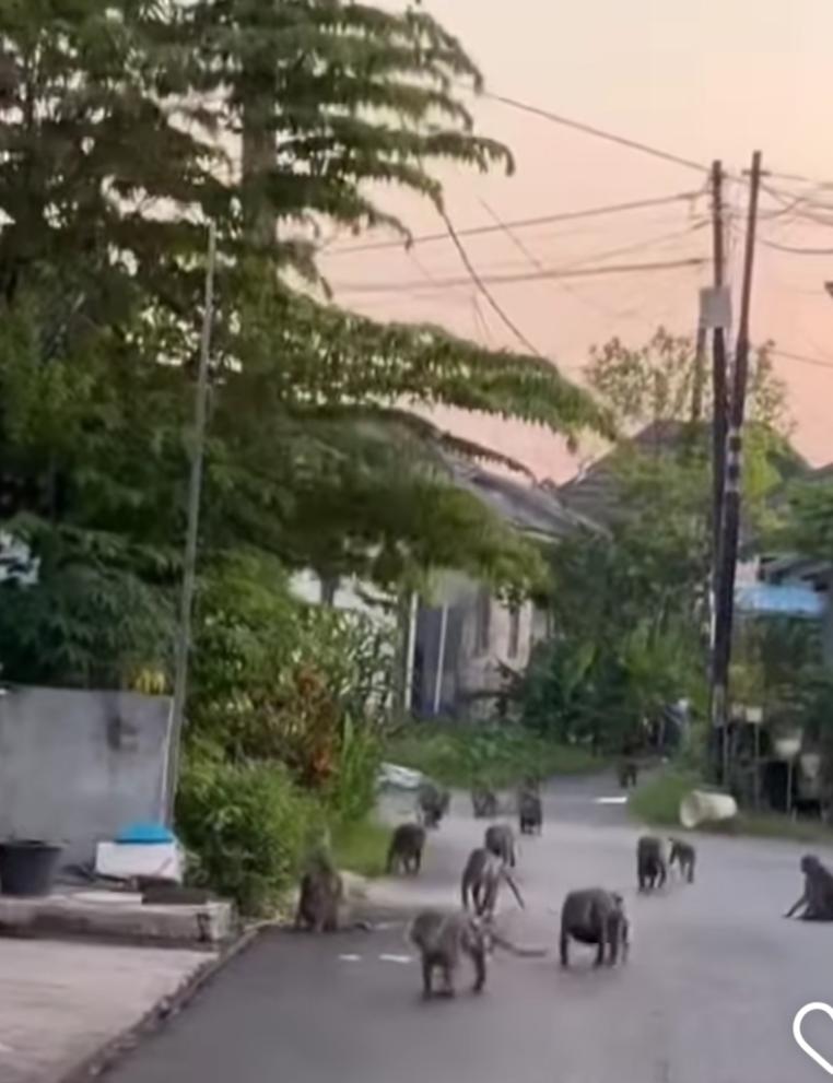 Kawanan monyet masuk ke permukiman warga di Kompleks Tanjung, Sungai Andai, Banjarmasin, Jumat (12/7/2025). Aksi mereka terekam warga dan viral di media sosial. (foto: tangkapan layar Instagram @info_banjarmasin)
