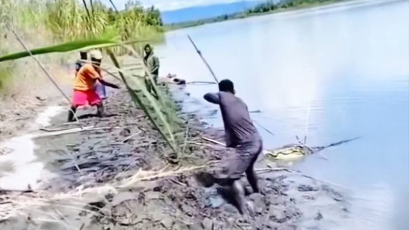 Suku Bauzi, Pemburu Buaya dari Pedalaman Papua