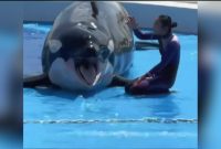 fakta-di-balik-hoaks-pelatih-lumba-lumba-diserang-orca
