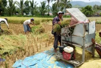 Produksi Padi di Kalsel pada 2025 ini Tercapai sesuai target dari Pemprov Kalimantan Selatan 