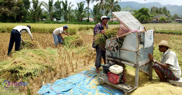 Produksi Padi di Kalsel pada 2025 ini Tercapai sesuai target dari Pemprov Kalimantan Selatan 