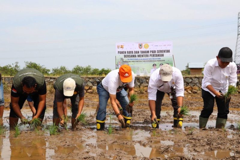 Dinas Pertanian dan Ketahanan Pangan (DPKP) Kalsel melakukan Panen Raya dan Tanam Padi Serentak di Desa Sungai Rasau, Kecamatan Cerbon, Kabupaten Barito Kuala (Batola) Provinsi Kalimantan Selatan (Kalsel)