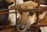 Larangan Penjualan dan Konsumsi Daging Anjing di Kota Banjarmasin.