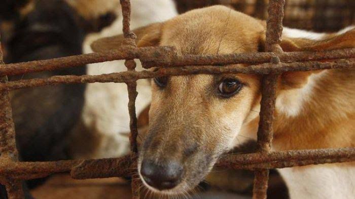 Larangan Penjualan dan Konsumsi Daging Anjing di Kota Banjarmasin.