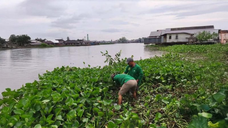 Aksi tanam pohon endemik rambai warnai peringatan Anniversary ke-7 Perkumpulan Hijau Daun (PHD) Banjarmasin