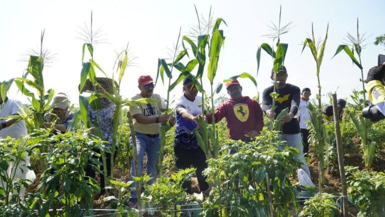 Panen oleh Dinas PKP Kalsel di Bukit Merangkul Banjarbaru