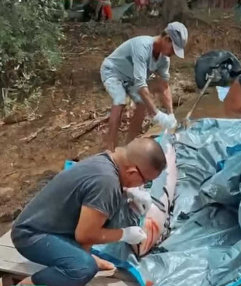 Pesut Mahakam Mati Lagi, Aktivitas Tongkang Batu Bara jadi Sorotan Tajam