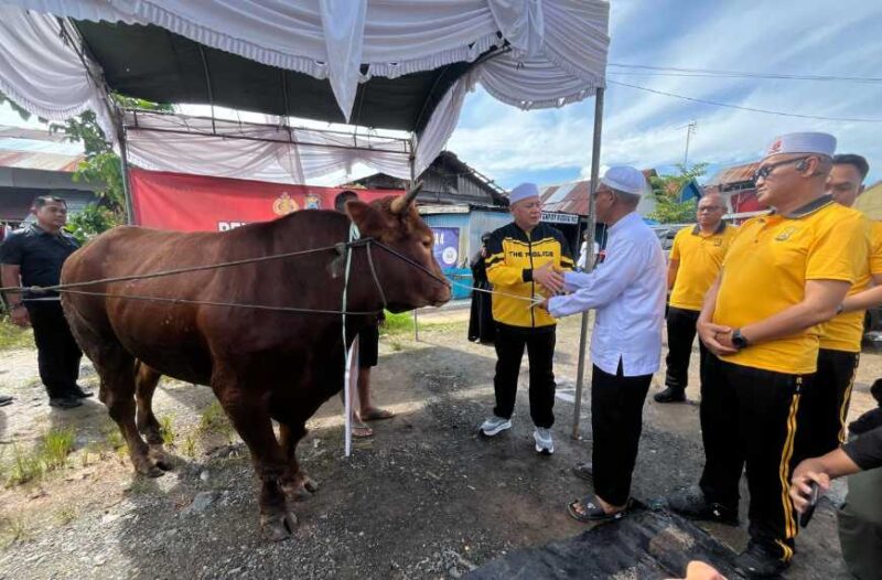 Kapolda Kalsel Irjen Pol Rusyanto Yudha Hermawan menyerahkan satu ekor sapi jenis Limosin Super  (Foto Istimewa)