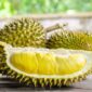 Buah Durian Enak Dikonsumsi