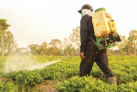 Penyemprotan dengan Biopestisida Kulit Durian
