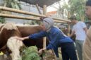 Hewan Kurban Siap Dipotong di Momen Idul Adha