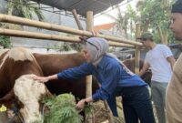 Hewan Kurban Siap Dipotong di Momen Idul Adha