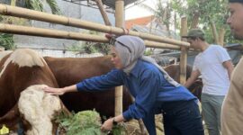 Hewan Kurban Siap Dipotong di Momen Idul Adha