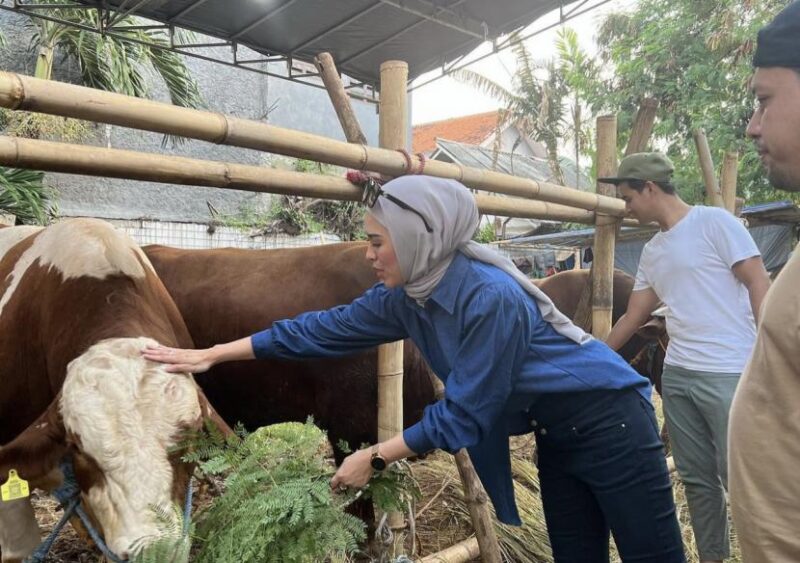 Hewan Kurban Siap Dipotong di Momen Idul Adha