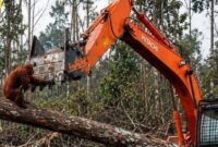 TANGKAPAN LAYAR - Viral video orangutan menghadang ekskavator di tengah pembukaan lahan kembali ramai diperbincangkan di media sosial dan memicu perhatian internasional. (foto:instagram)