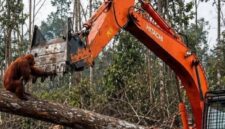 TANGKAPAN LAYAR - Viral video orangutan menghadang ekskavator di tengah pembukaan lahan kembali ramai diperbincangkan di media sosial dan memicu perhatian internasional. (foto:instagram)