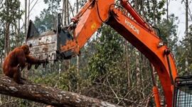 TANGKAPAN LAYAR - Viral video orangutan menghadang ekskavator di tengah pembukaan lahan kembali ramai diperbincangkan di media sosial dan memicu perhatian internasional. (foto:instagram)
