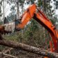 TANGKAPAN LAYAR - Viral video orangutan menghadang ekskavator di tengah pembukaan lahan kembali ramai diperbincangkan di media sosial dan memicu perhatian internasional. (foto:instagram)