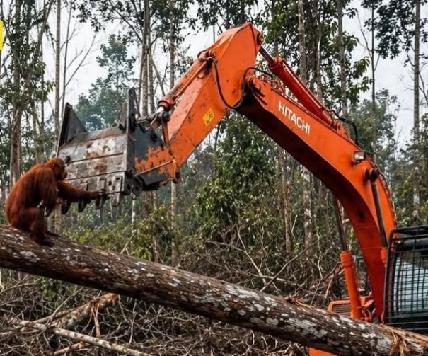 TANGKAPAN LAYAR - Viral video orangutan menghadang ekskavator di tengah pembukaan lahan kembali ramai diperbincangkan di media sosial dan memicu perhatian internasional. (foto:instagram)