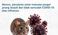 Tak Ada Kasus Hantavirus di Banjarmasin, Kuncinya Kebersihan