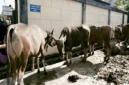 Sapi Kurban Iduladha 