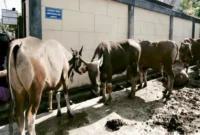 Sapi Kurban Iduladha