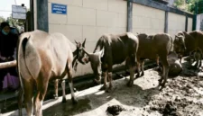 Sapi Kurban Iduladha 