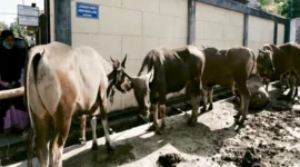 Sapi Kurban Iduladha 