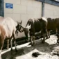 Sapi Kurban Iduladha 