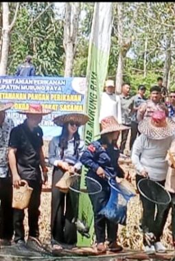 Panen Raya Ikan Nila, Pemkab Mura Perkuat Ketahanan Pangan dan Tingkatkan Ekonomi Masyarakat