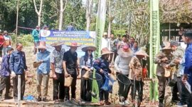 Bupati Heriyus, Ketua TP PKK Mura, kepala OPD dan Forkopimda melaksanakan panen bersama ikan nila di Pokdakan Pakat Sasama (foto: Maya)