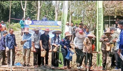 Panen Raya Ikan Nila, Pemkab Mura Perkuat Ketahanan Pangan dan Tingkatkan Ekonomi Masyarakat