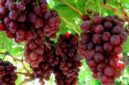Buah Anggur Siap Dipanen