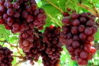 Buah Anggur Siap Dipanen