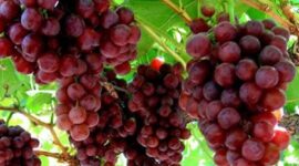 Buah Anggur Siap Dipanen