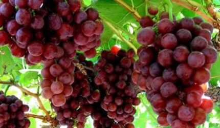 Konsumsi Buah Anggur Mampu Cegah Kanker