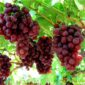 Buah Anggur Siap Dipanen