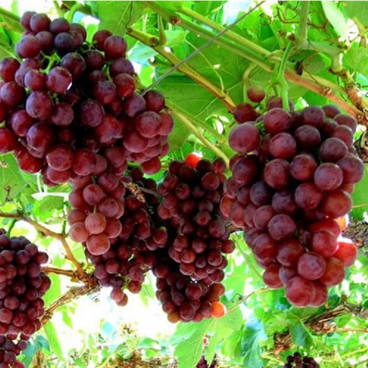 Buah Anggur Siap Dipanen