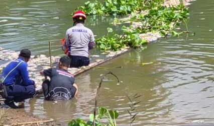 Ribuan Bangkai Ikan Penuhi Sungai di Astambul, Pemkab Banjar dan Relawan Bergerak Cepat