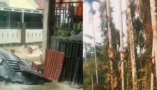 TEROR MONYET – Monyet ekor panjang yang meresahkan warga Tembilahan, Kabupaten Indragiri Hilir, Riau, akhirnya berhasil ditangkap petugas gabungan setelah menyerang sedikitnya 18 warga. Satwa liar tersebut kini menjalani observasi di BBKSDA Riau. (foto: istimewa)
