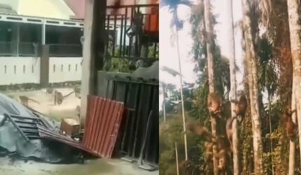 Monyet Liar “Teror” Warga Inhil, Kini Jalani Observasi di BBKSDA Riau